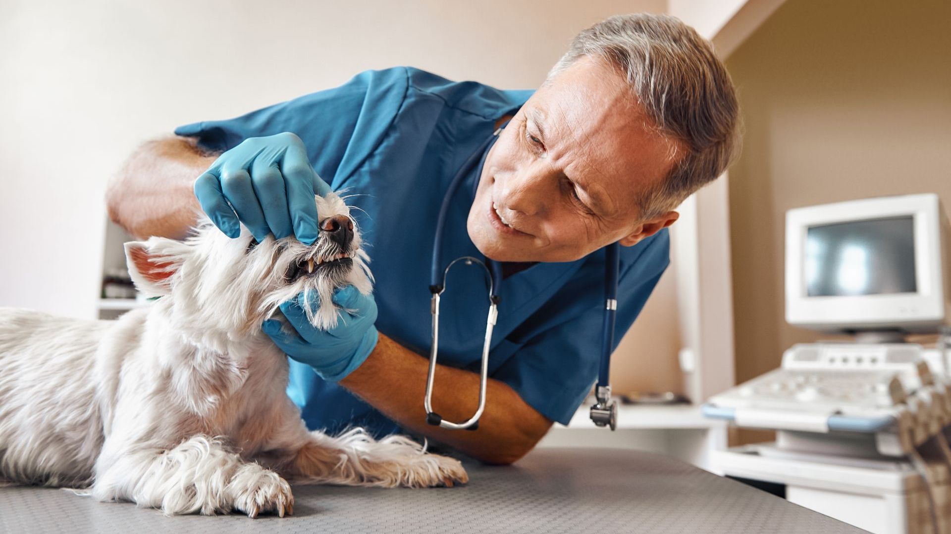 A veterinarian is examining the teeth of a small white dog.