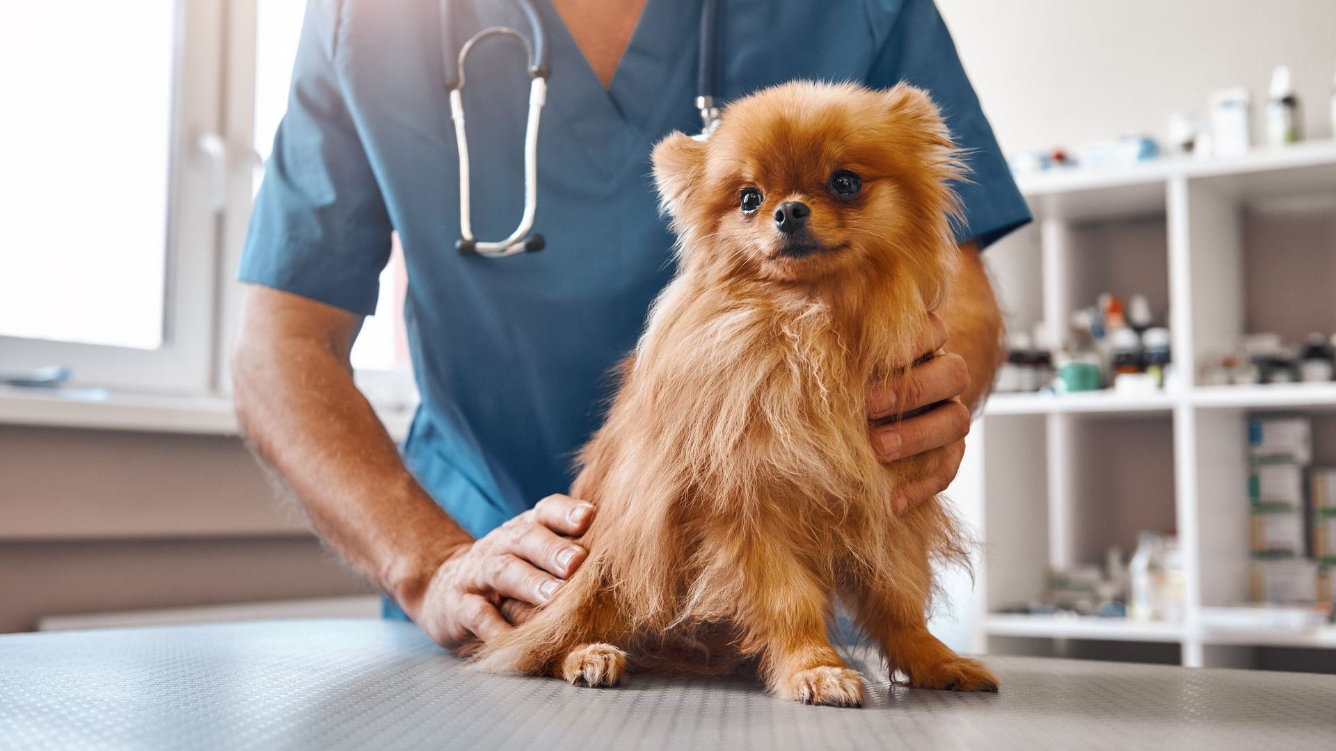 A veterinarian is examining a small brown dog on a table.