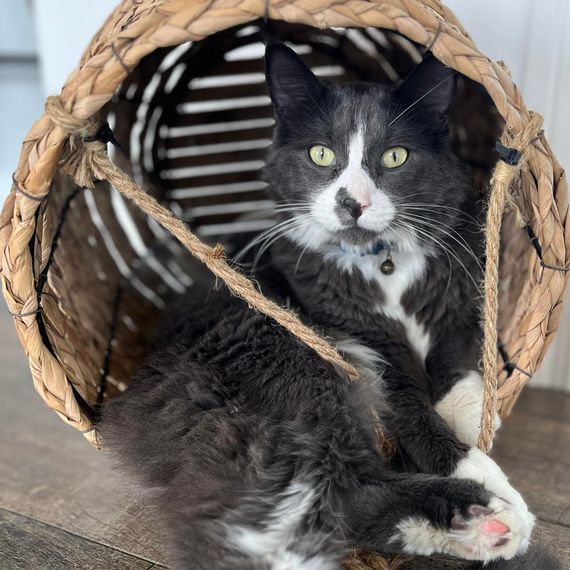 A black and white cat is sitting in a wicker basket