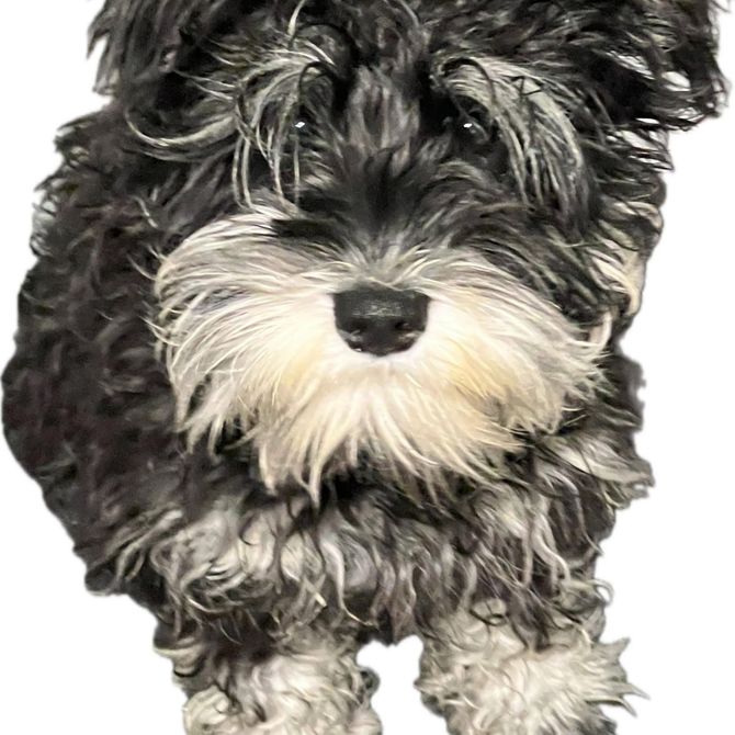 A small black and white dog is standing on a white background.
