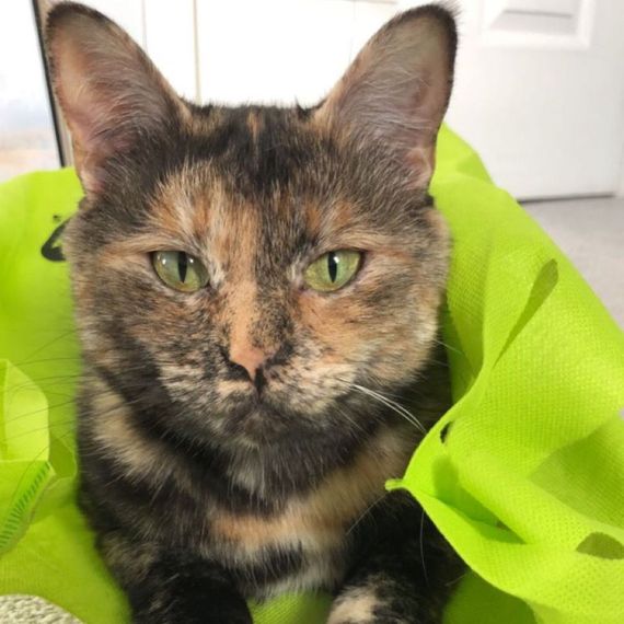A calico cat with green eyes is laying in a green bag