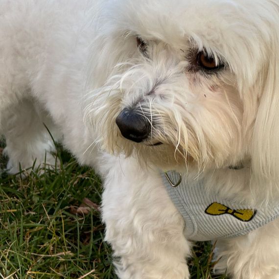 A small white dog wearing a harness with a yellow bow on it