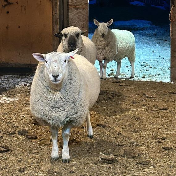 A group of sheep are standing in a barn looking at the camera.