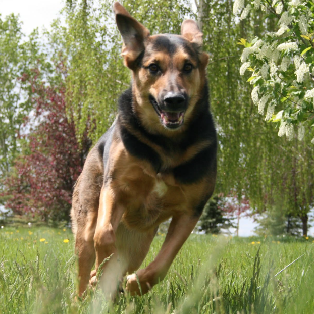 A brown and black dog is running through a grassy field