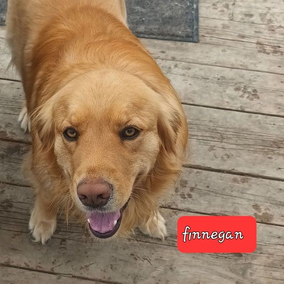 Finnegan is the name of the dog in the picture