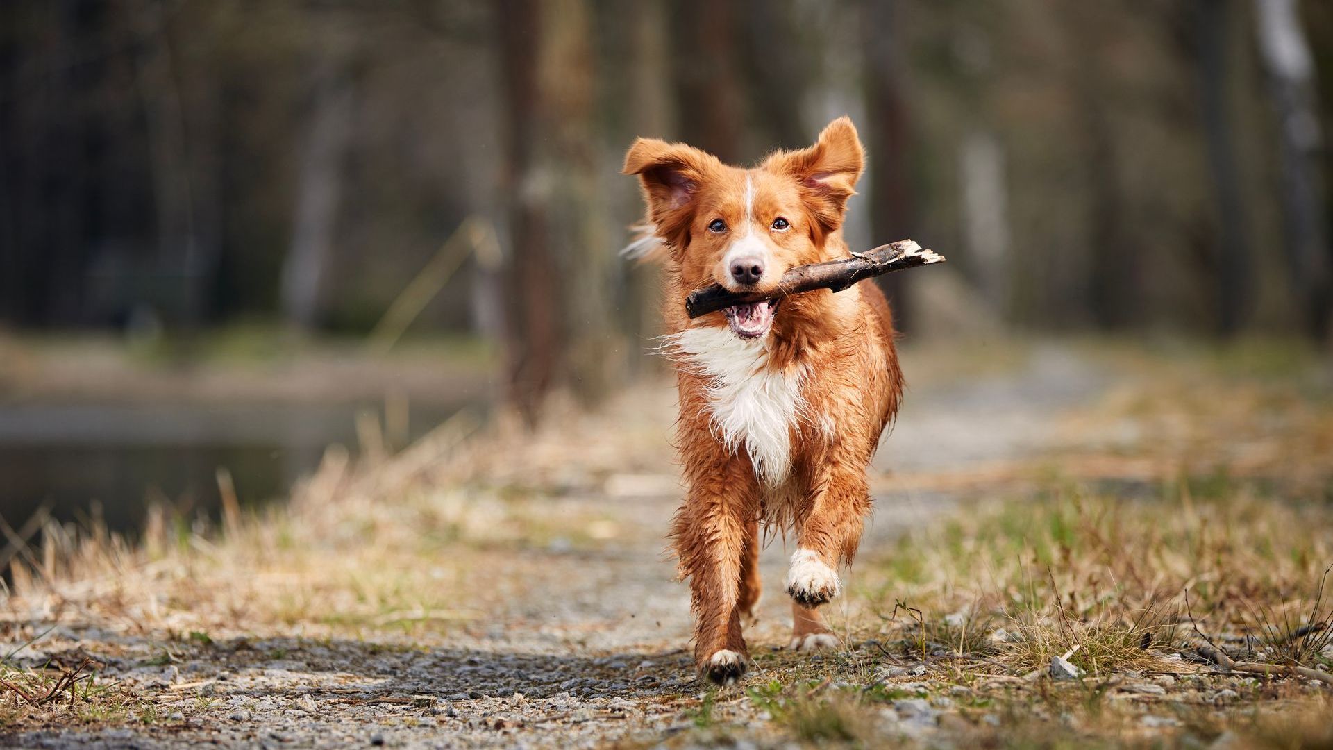 A brown and white dog is running with a stick in its mouth.