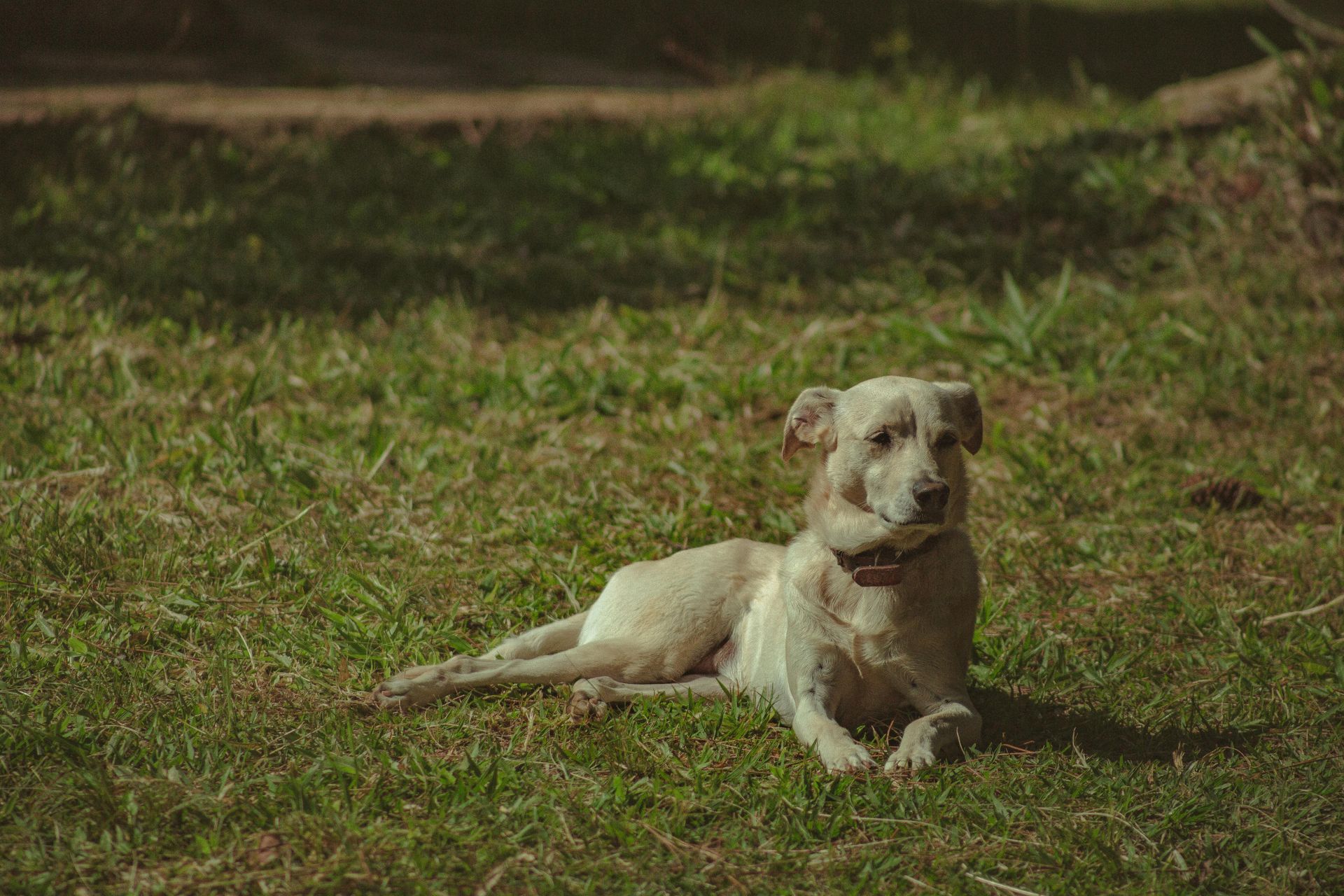 Dog, light brown fur, resting in green grass, looking ahead.