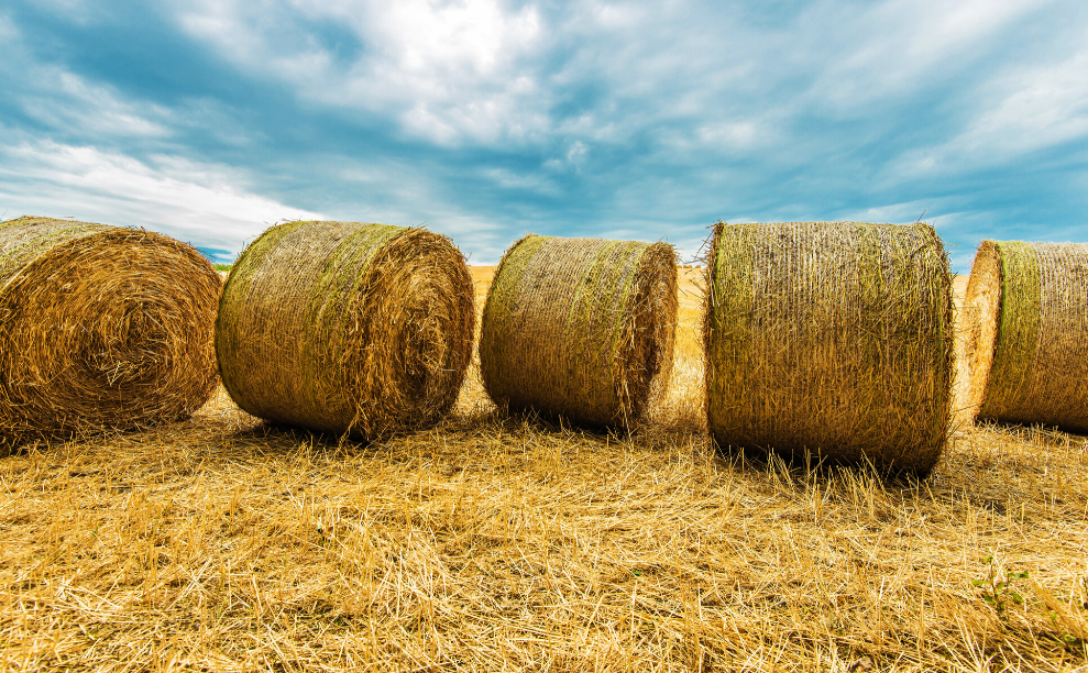 Four round hay bales in a golden field under a cloudy blue sky