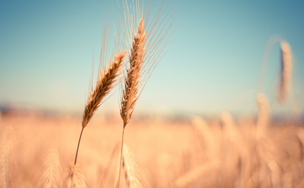 Golden wheat stalks in a sunlit field under a clear blue sky