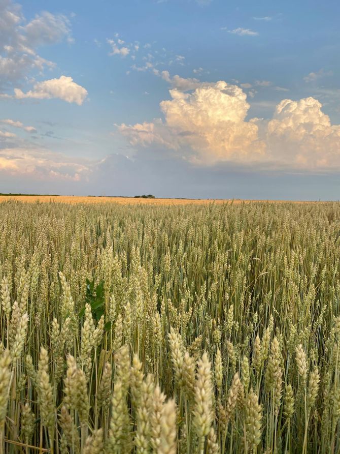 Tall wild grasses in a field under a blue sky with warm clouds at sunset