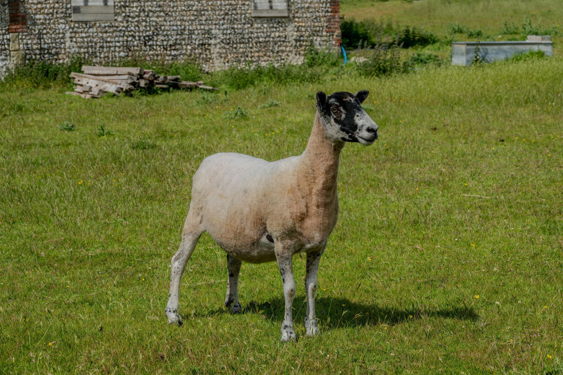 Sheep standing in a grassy field near a stone building.