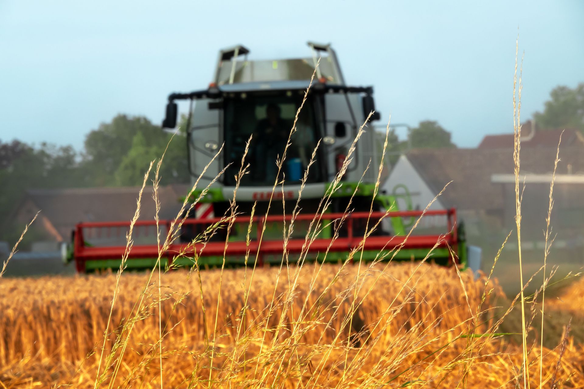 Combine harvesting grain in a golden field, viewed from the front with tall stalks in the foreground