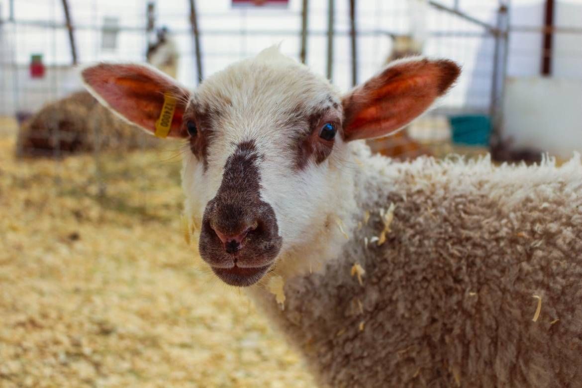 White sheep with orange ears looking at the camera in a barn pen