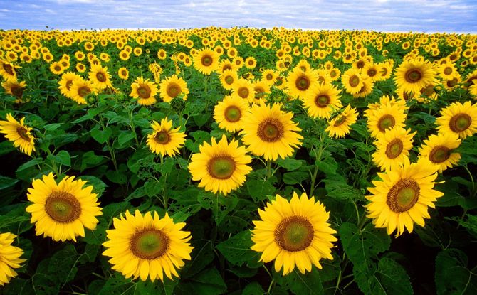 A vast field of bright yellow sunflowers stretching to the horizon under a clear sky.