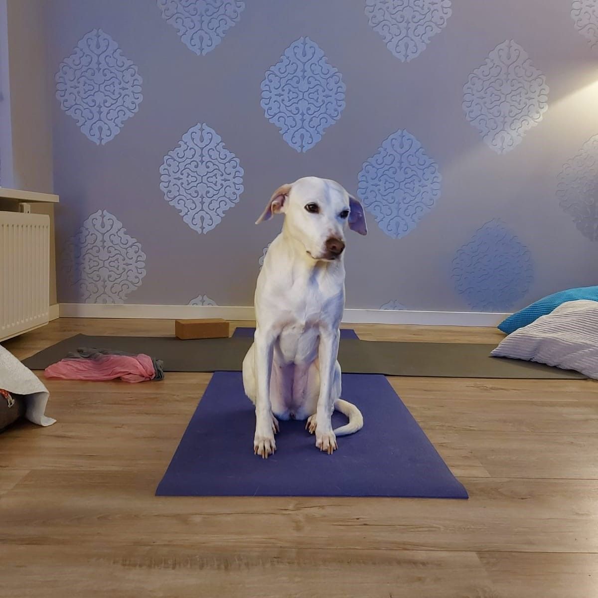 Dog yoga
