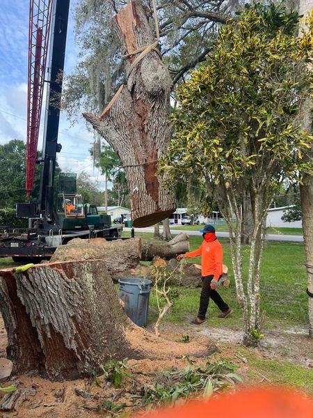 Worker in orange jacket cutting down a large tree beside a road, with a crane truck nearby. Worker in orange jacket cutting down a large tree beside a road, with a crane truck nearby.