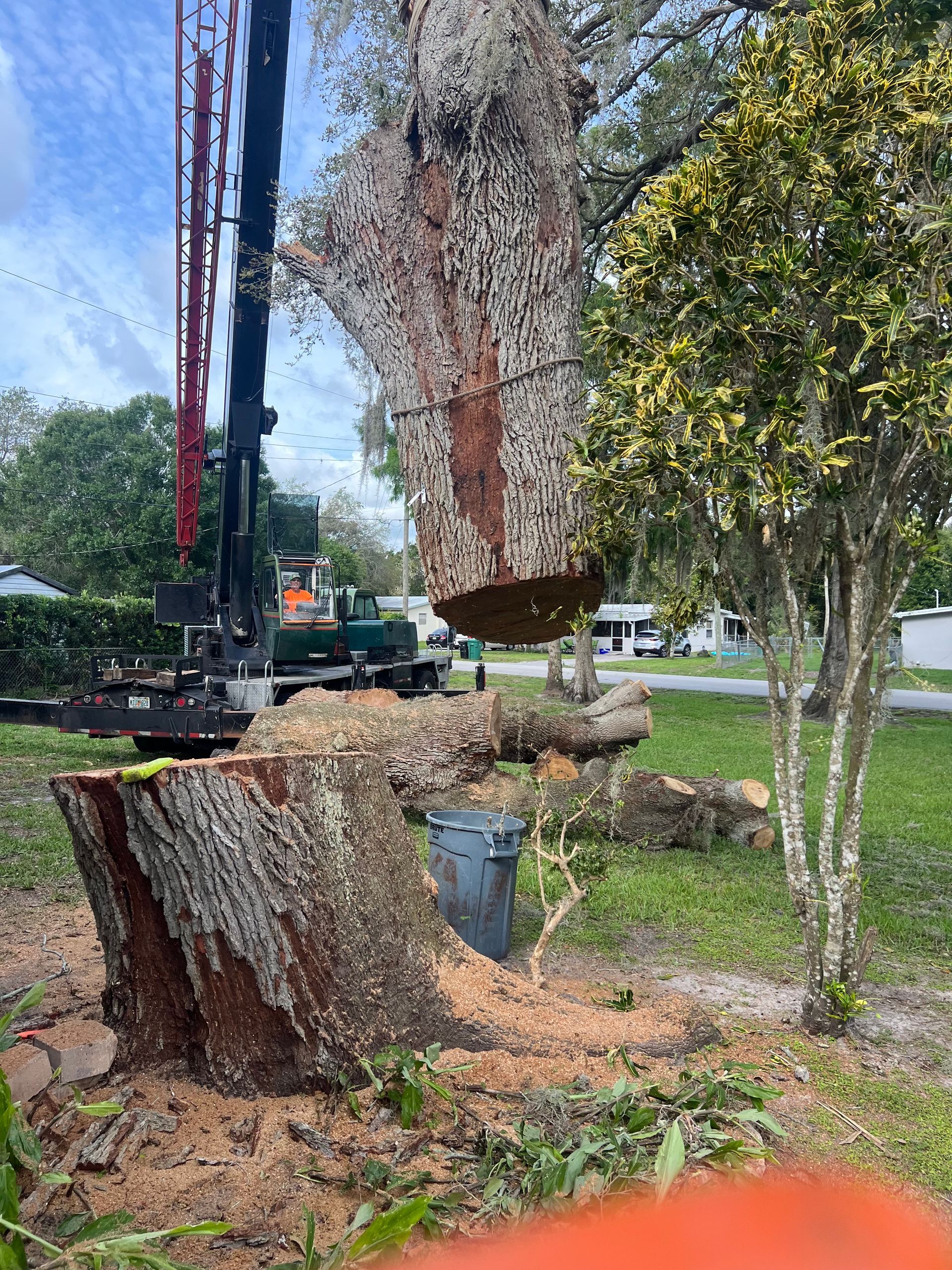 Tree stump being lifted by a crane in a grassy park, with branches and a cut trunk nearby.