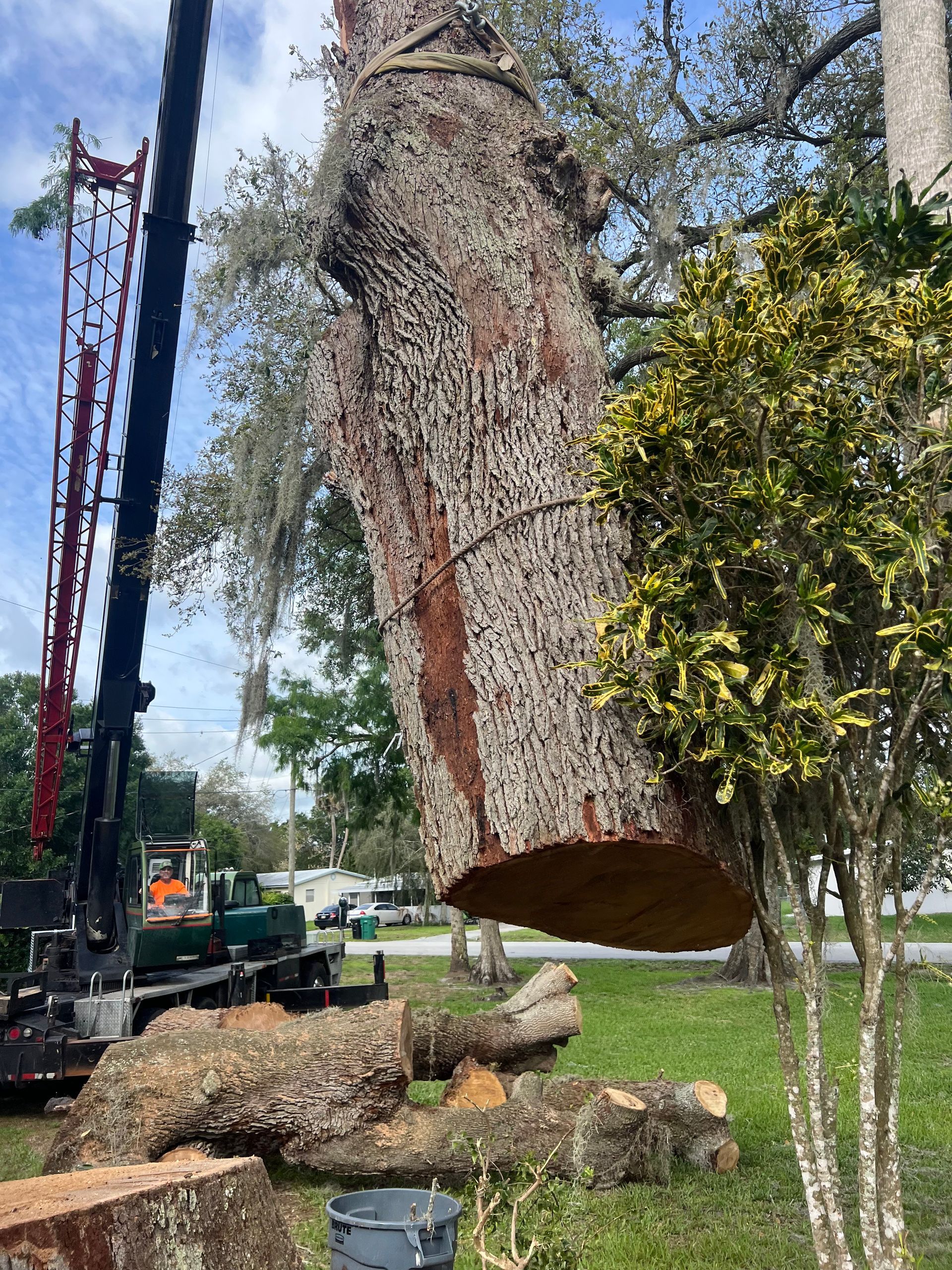 Crane lifting a huge tree trunk in a grassy roadside area, with cut logs on the ground.
