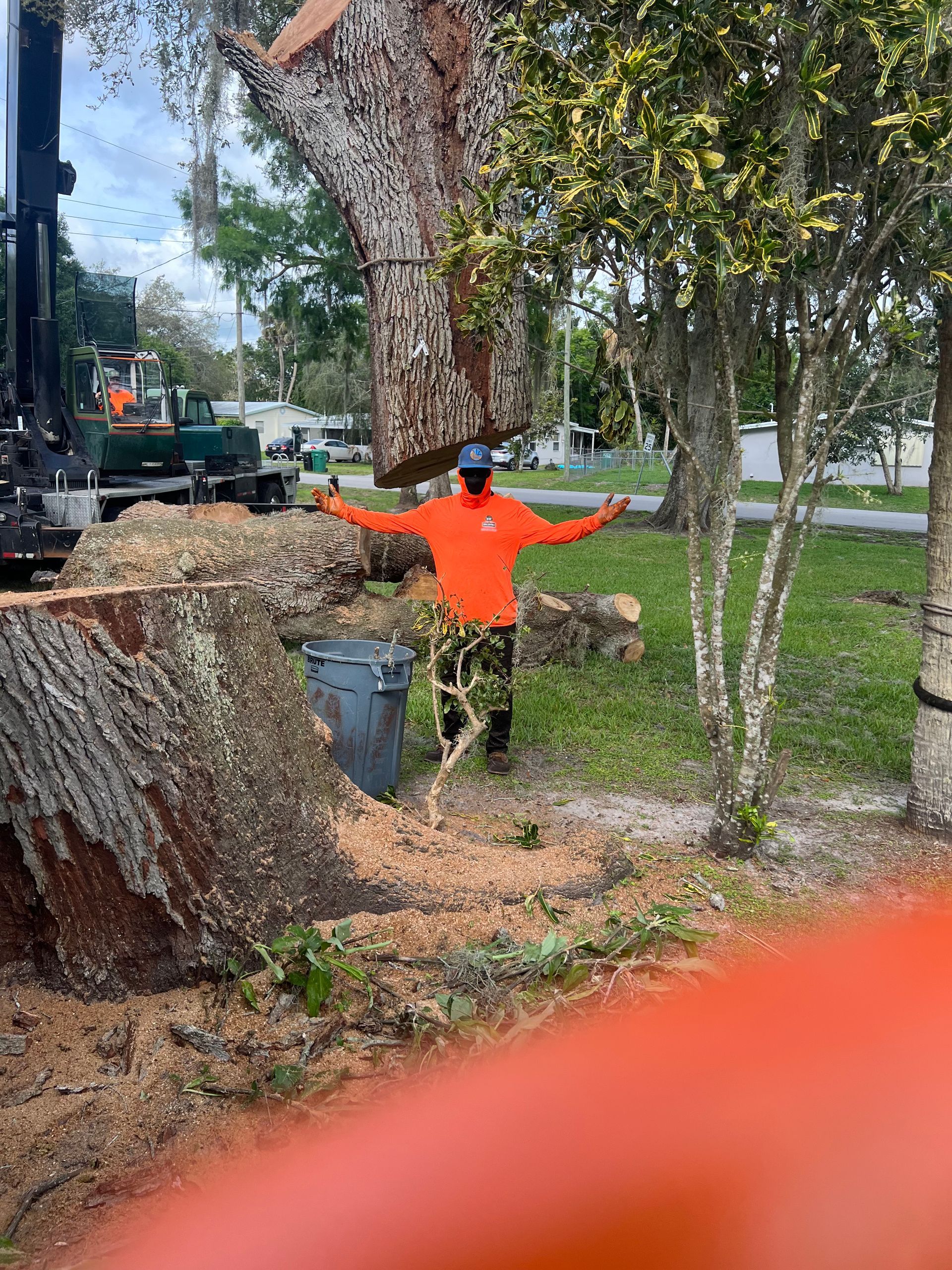 Worker in bright orange jacket standing in a yard with cut tree stumps and large trees nearby