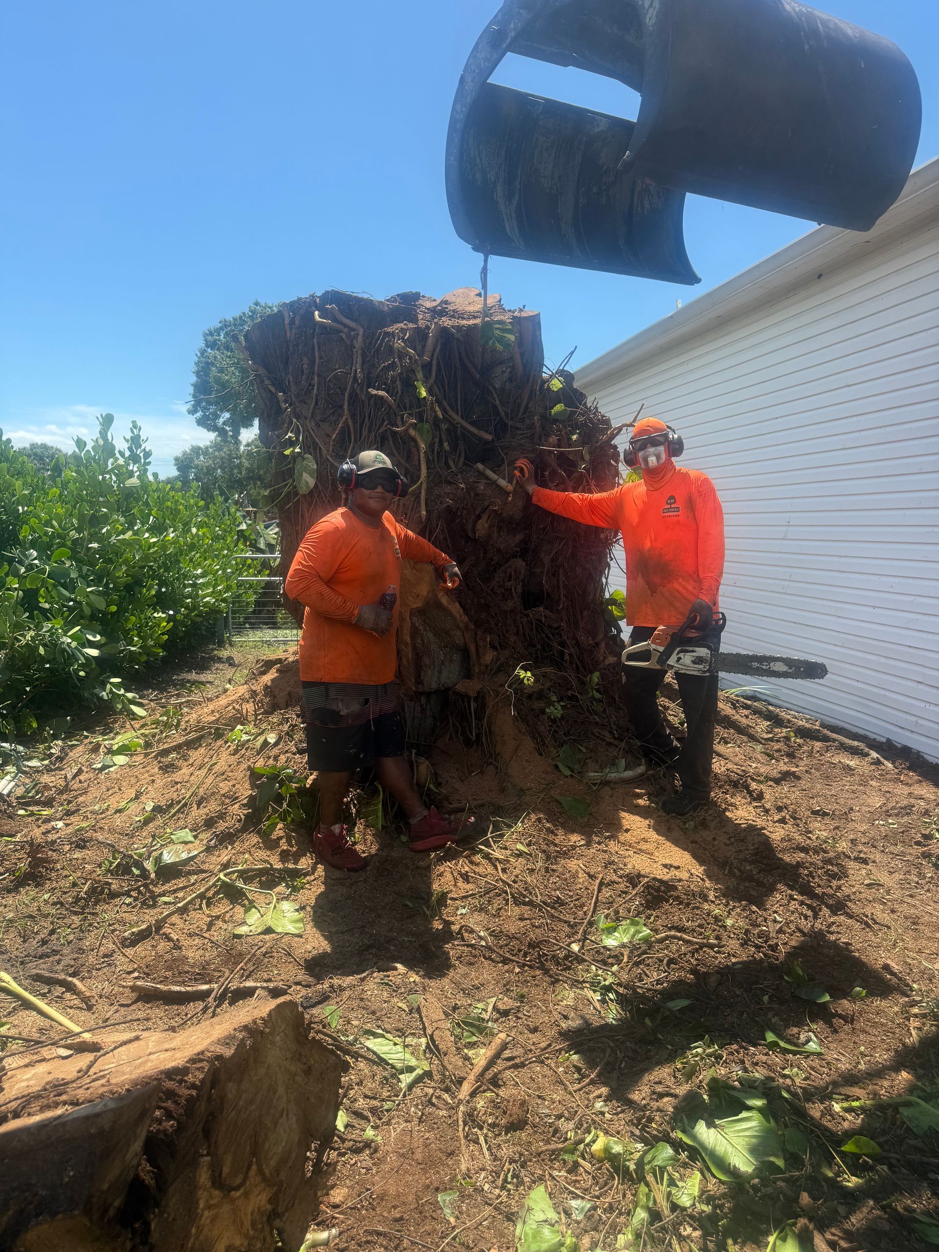 Two workers in orange shirts trimming a large shrub beside a white building on a sunny day
