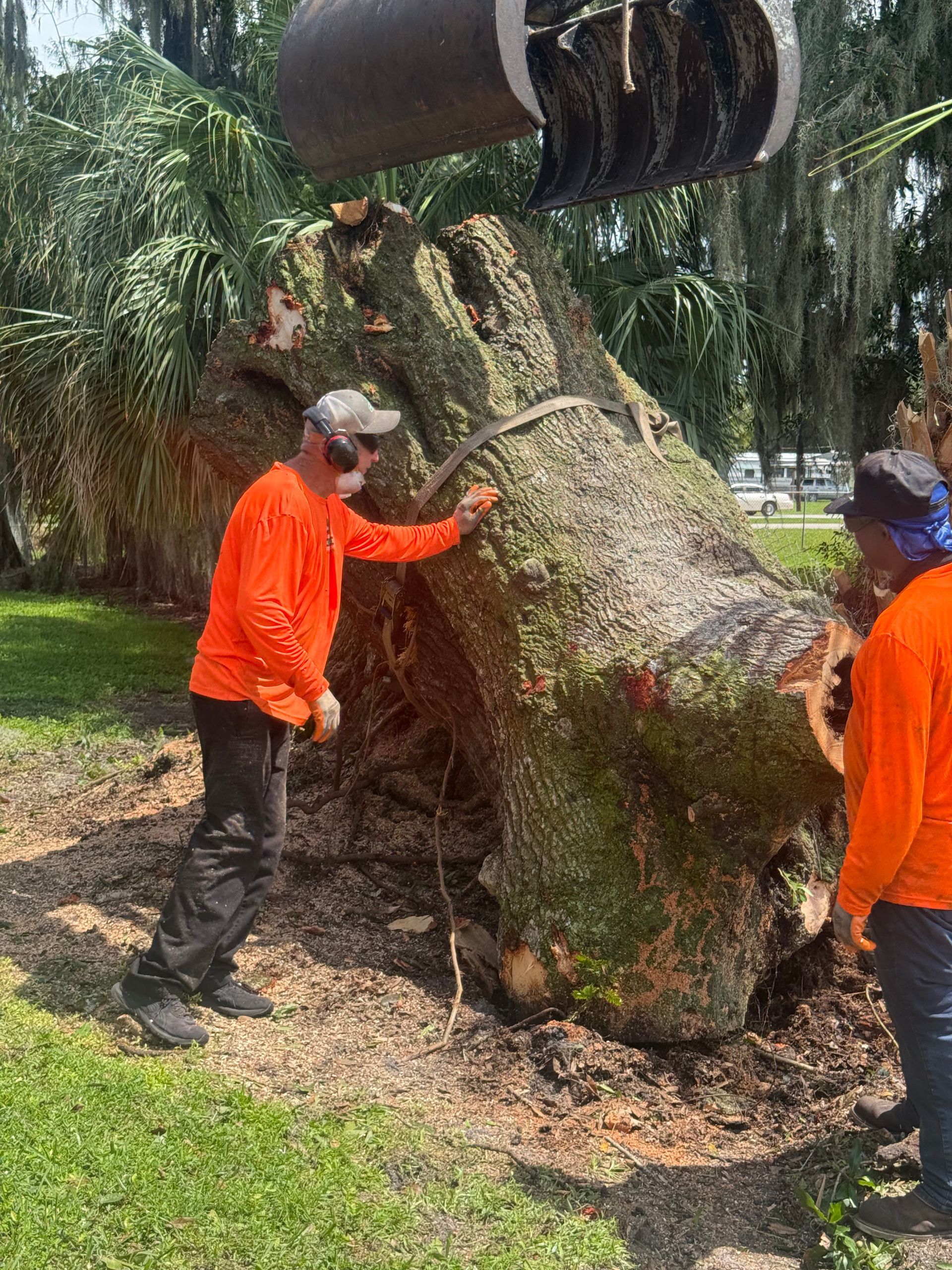 Workers in orange shirts removing a large tree stump with heavy machinery outdoors