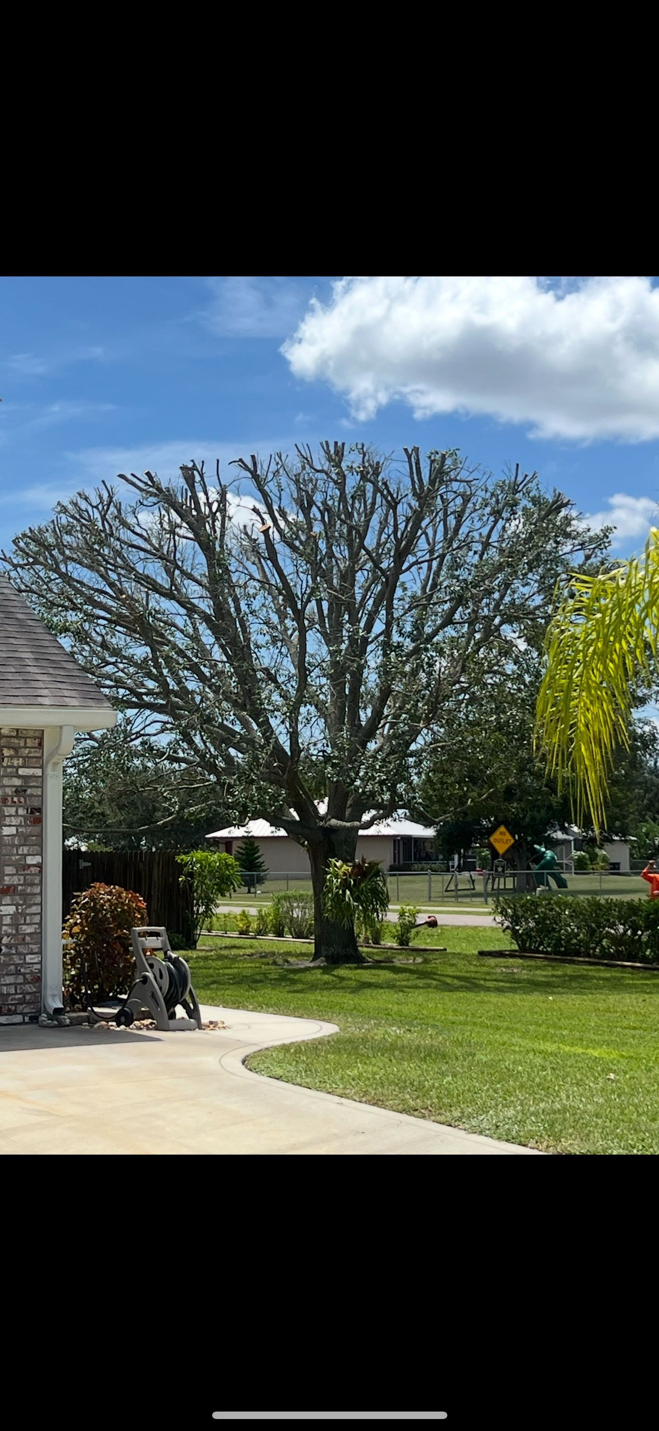 Backyard with a large bare tree, green lawn, patio umbrellas, and part of a house under a blue sky