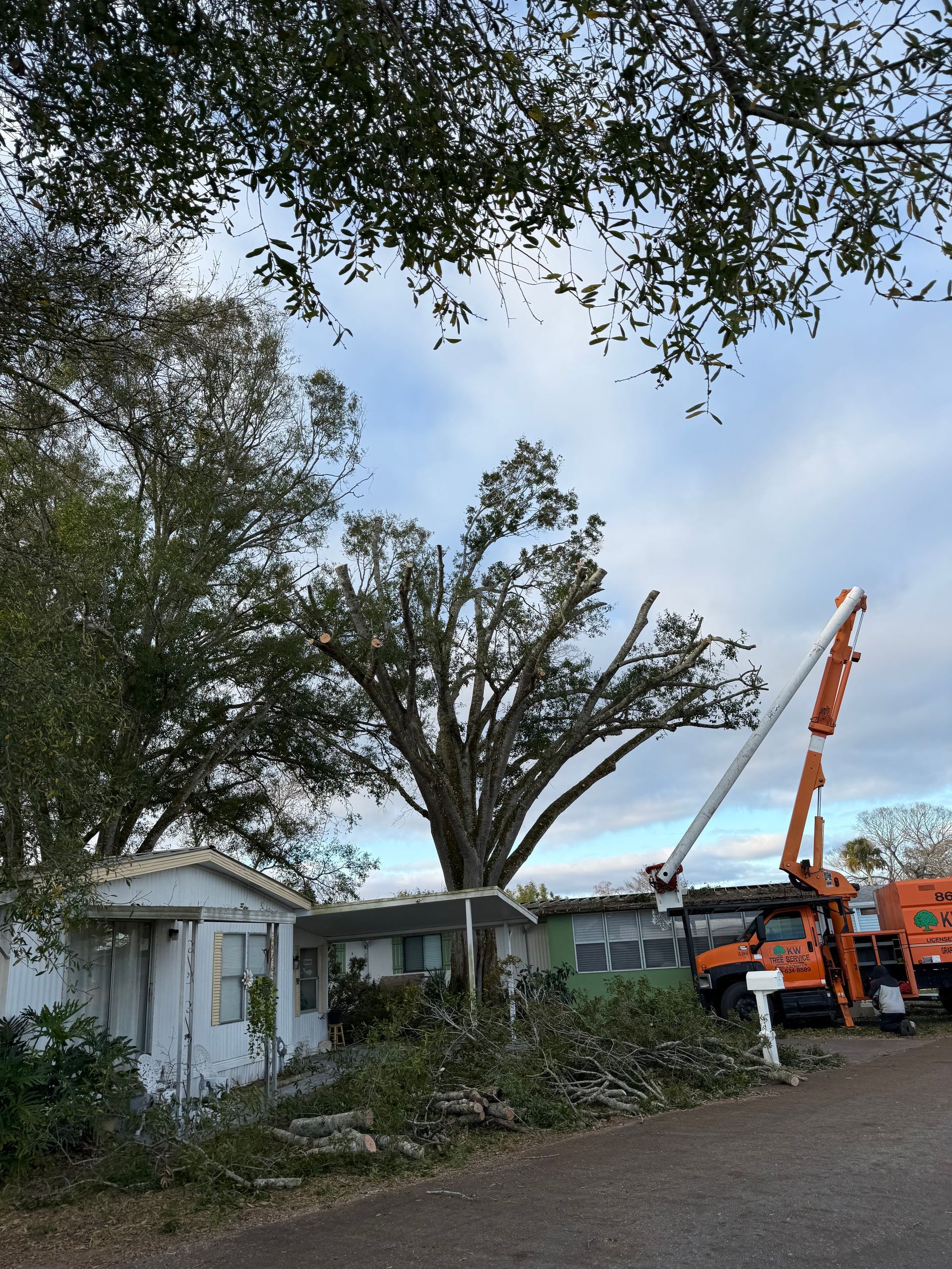 Large tree being trimmed by a bucket truck beside a small white house on a street.