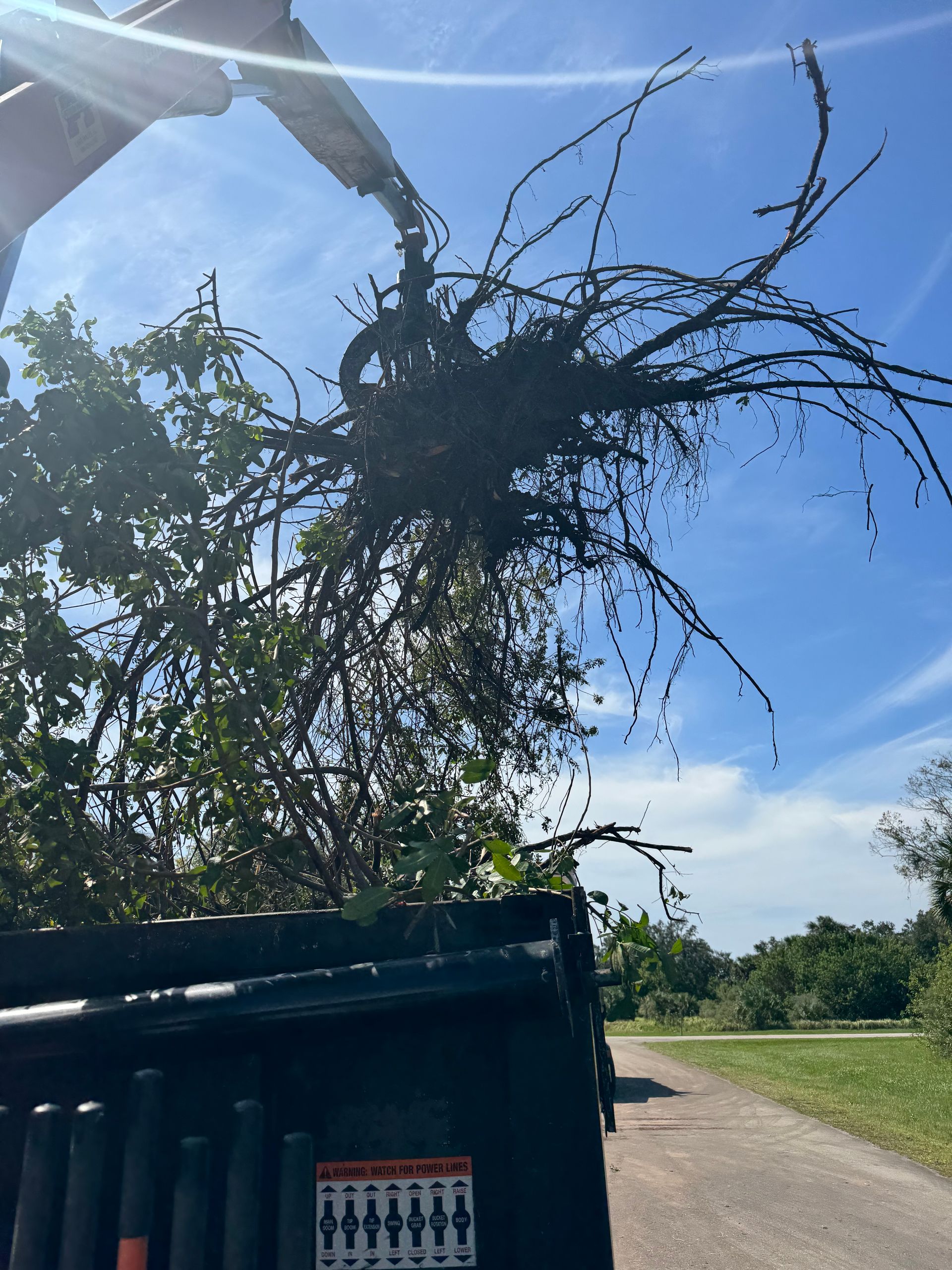 Person holding up a large uprooted plant or tree branch in a roadside field under a blue sky