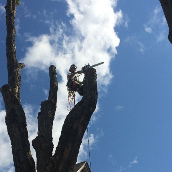 A man is climbing a tree with a chainsaw.