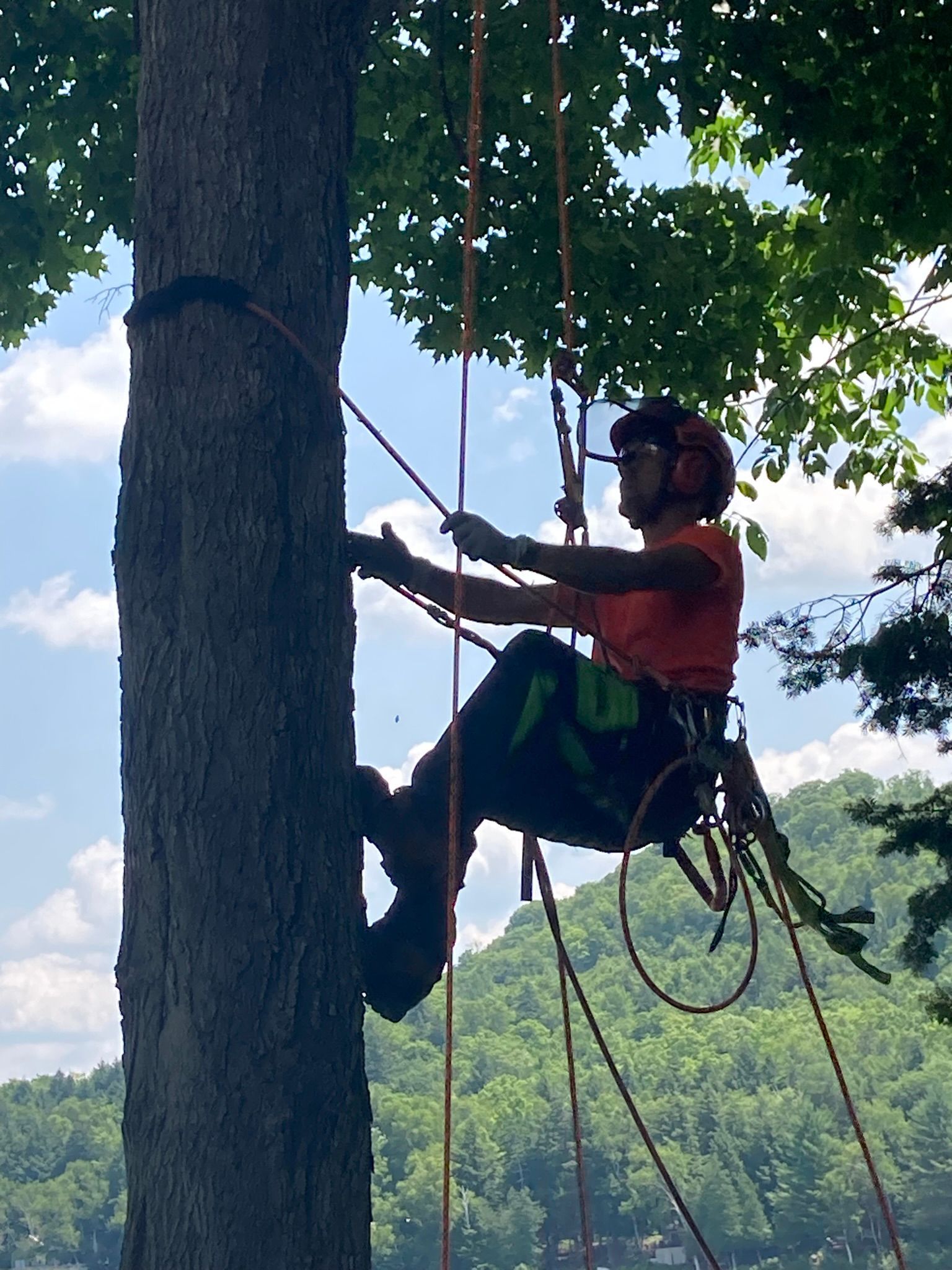 A man is climbing a tree on a rope.