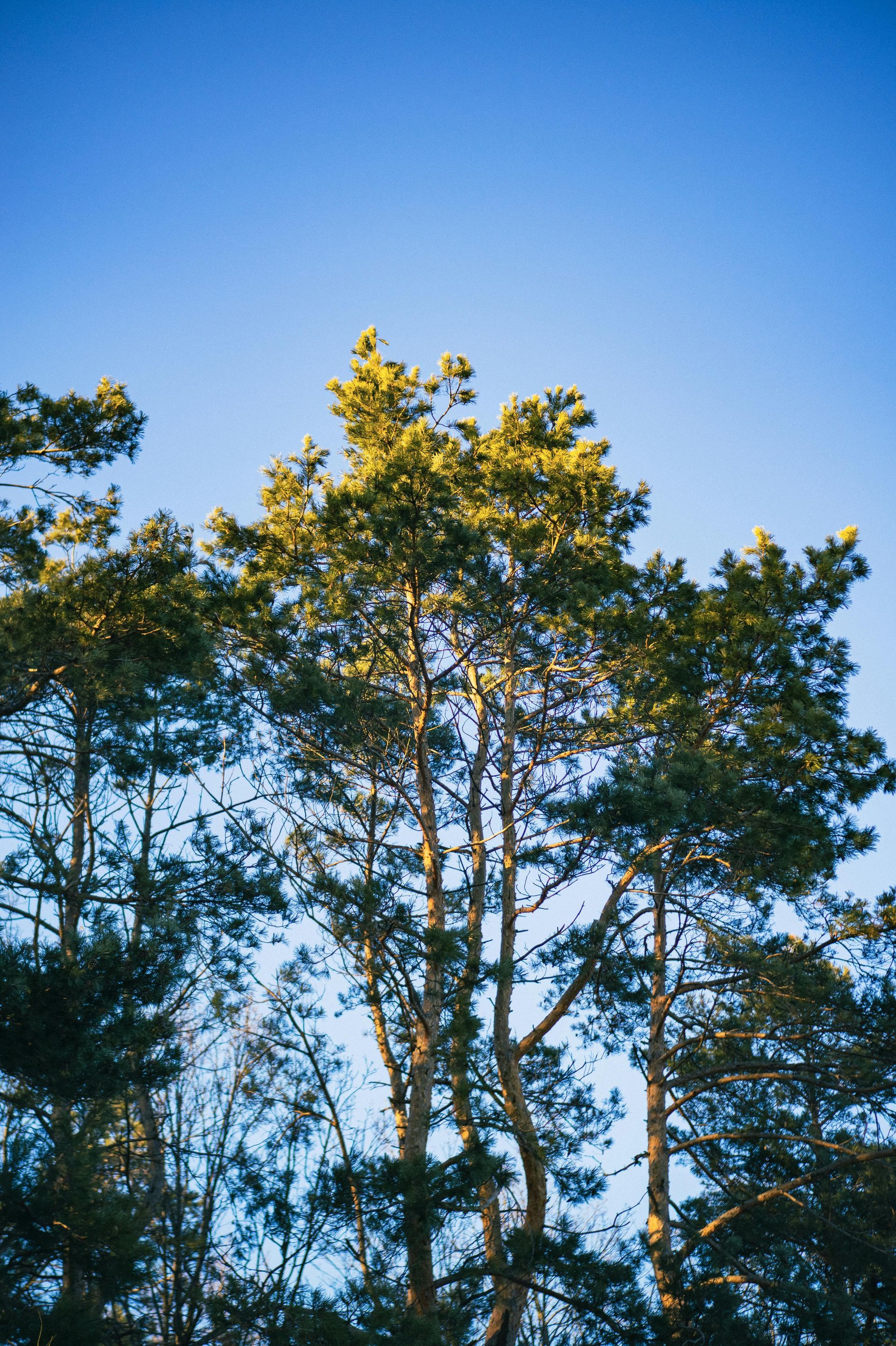 Looking up at a group of pine trees against a blue sky.
