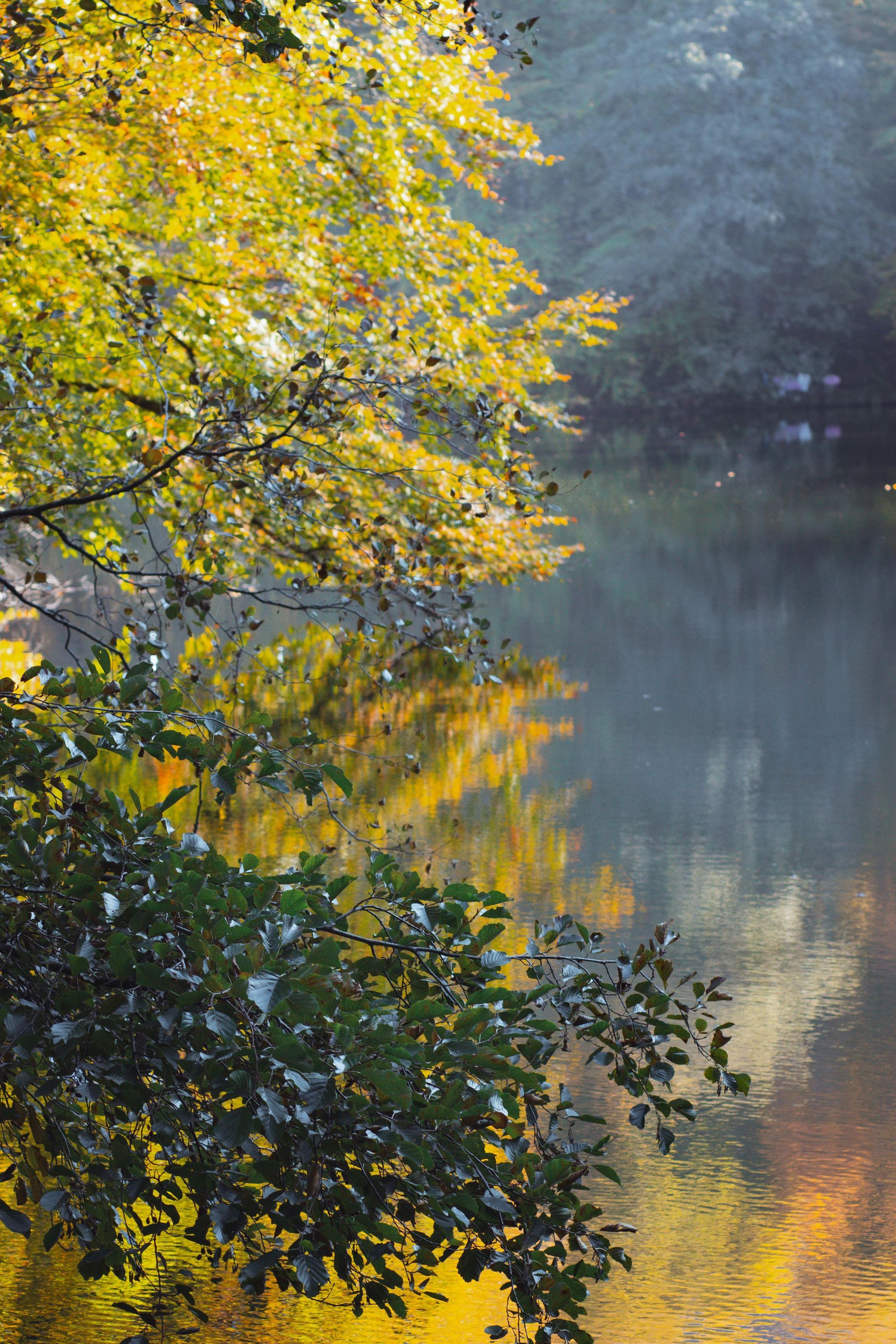 A tree with yellow leaves is standing next to a body of water.