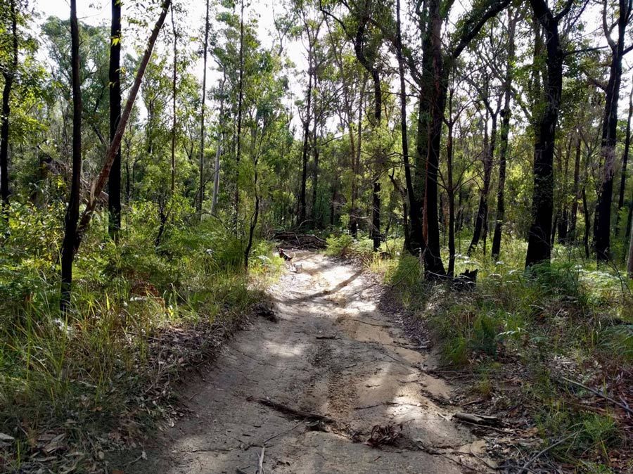 Dirt Road In The Middle Of The Forest — Water Equipment Service in Medowie, NSW