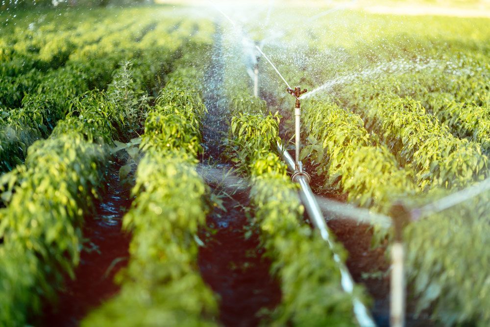 Irrigation System For Agricultural Plants — Water Equipment Service in Salamander Bay, NSW