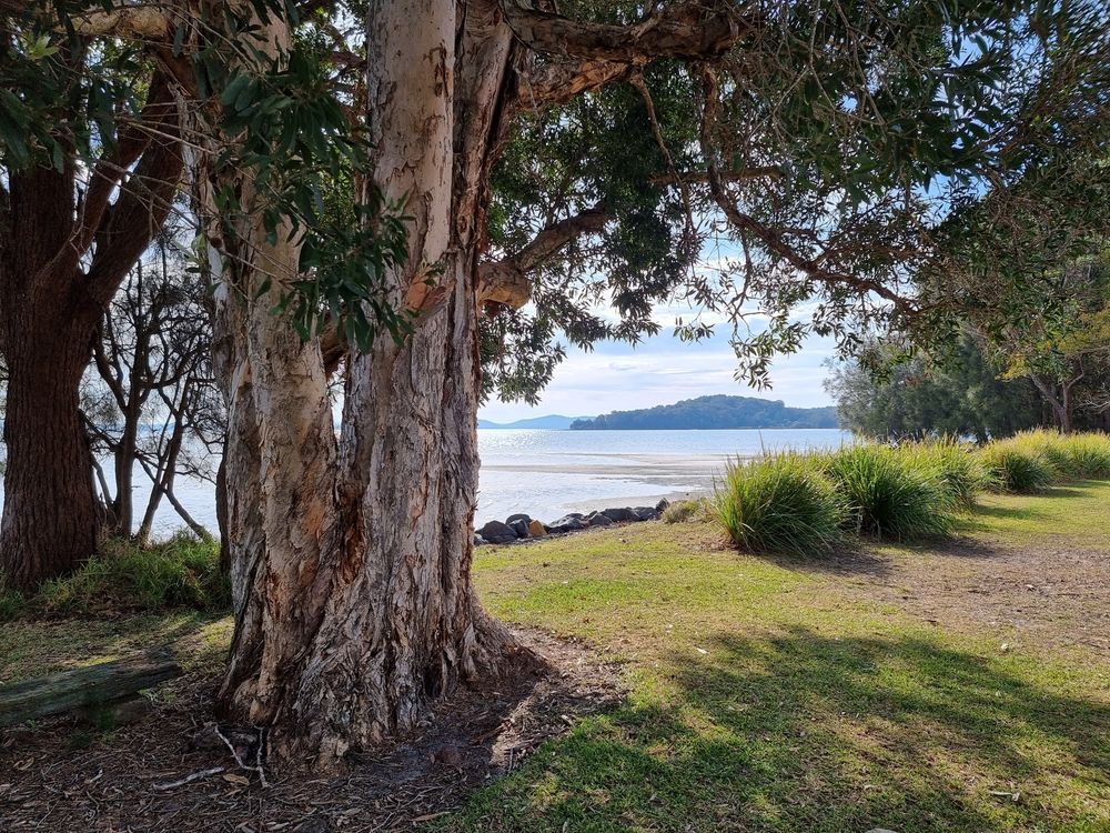 Australian Coastal Trees Growing Down To The Water's Edge — Water Equipment Service in Tanilba Bay, NSW