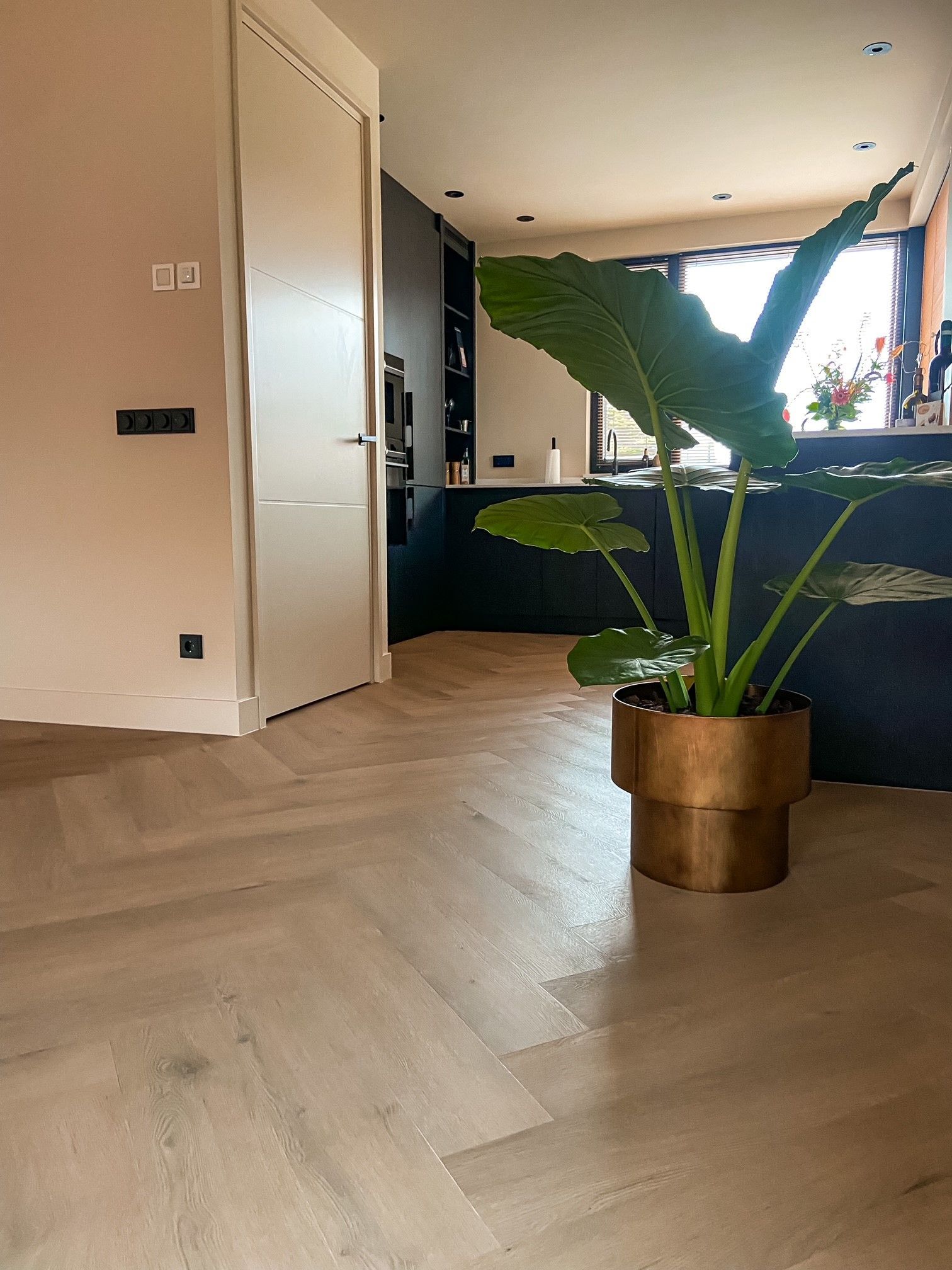 Een grote potplant staat op een houten vloer in een keuken.