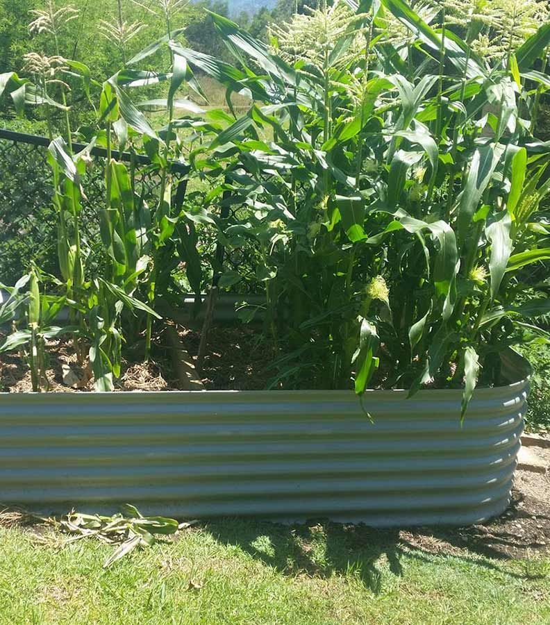 A Metal Planter Filled With Corn Plants in a Garden — Foley's Tanks in Landborough, QLD