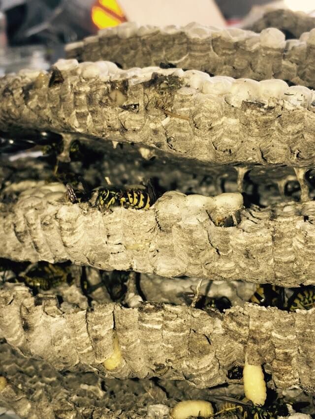 Gallery Bug Off Pest Control Kalispell, Hamilton, Polson, MT