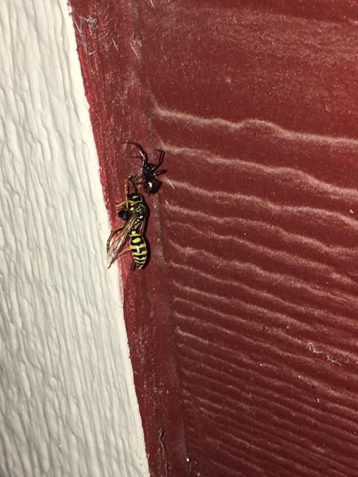 Gallery Bug Off Pest Control Kalispell, Hamilton, Polson, MT