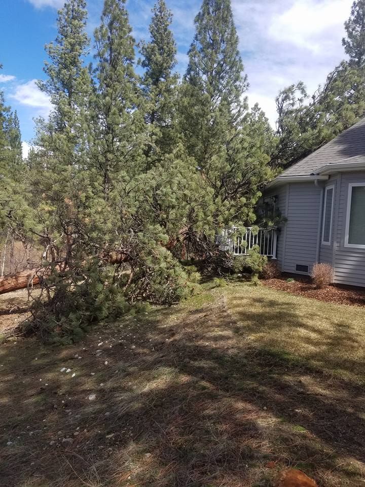 Gallery Bug Off Pest Control Kalispell, Hamilton, Polson, MT