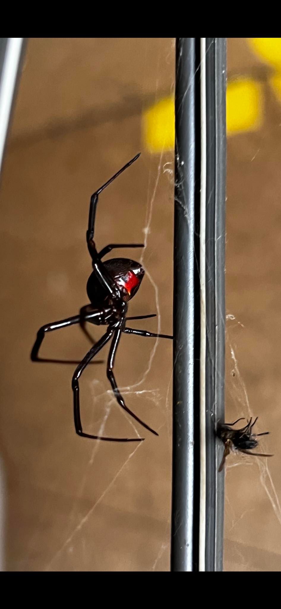 Insect Control, Nest Removal Service Bug Off Pest Control