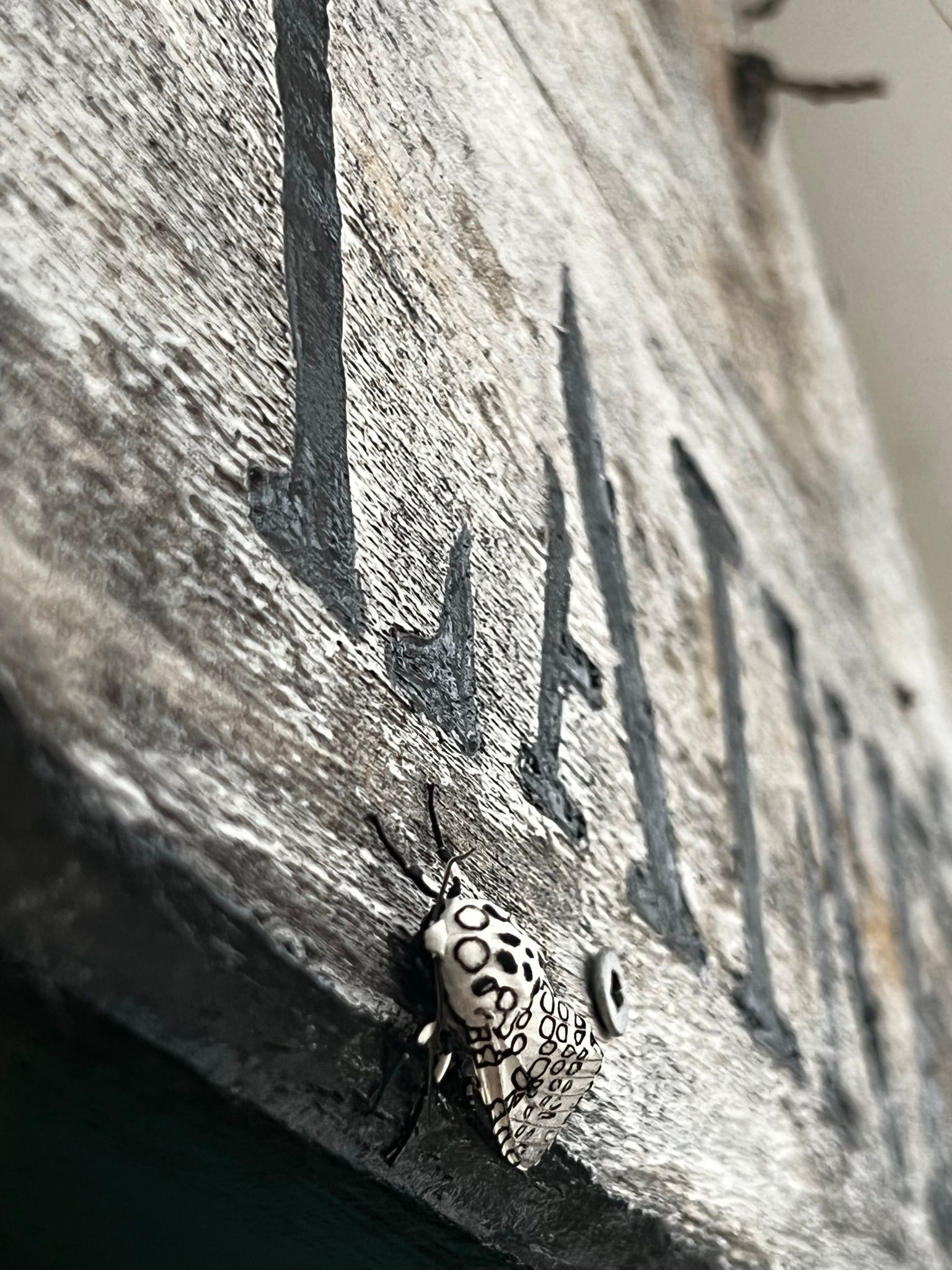 Gallery Bug Off Pest Control Kalispell, Hamilton, Polson, MT