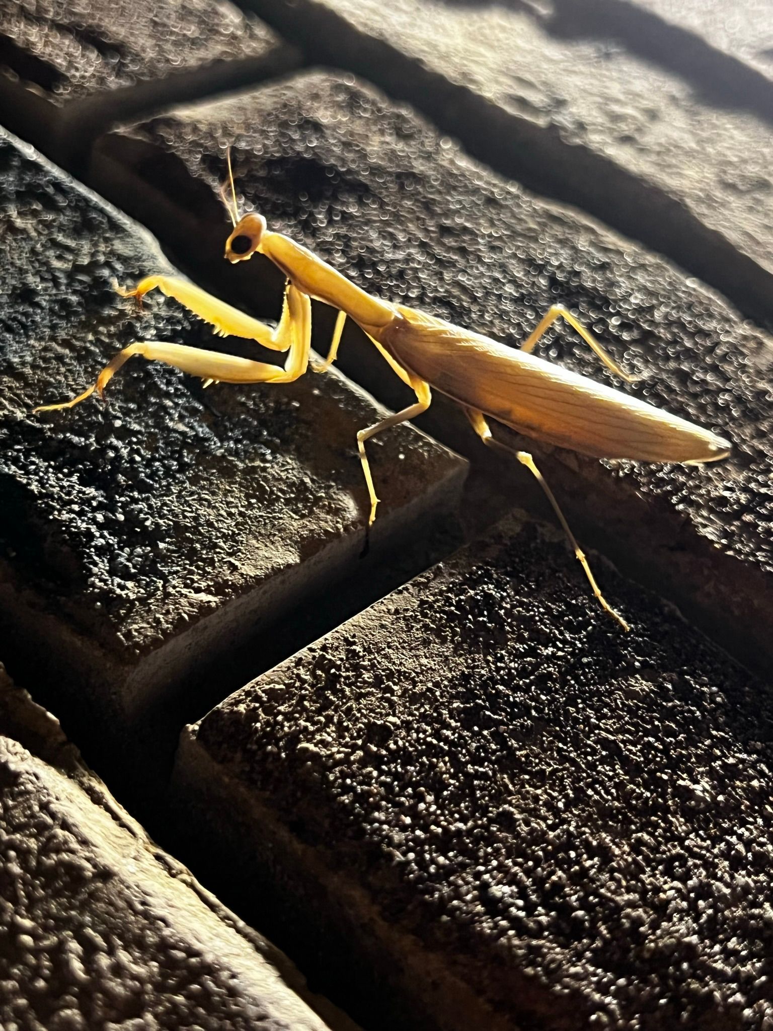 Gallery Bug Off Pest Control Kalispell, Hamilton, Polson, MT