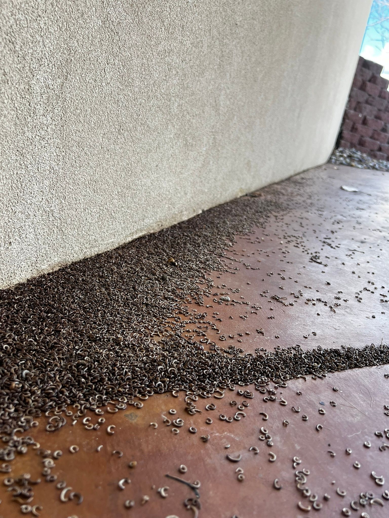 Gallery Bug Off Pest Control Kalispell, Hamilton, Polson, MT