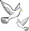 Two white doves in flight against a plain background.
