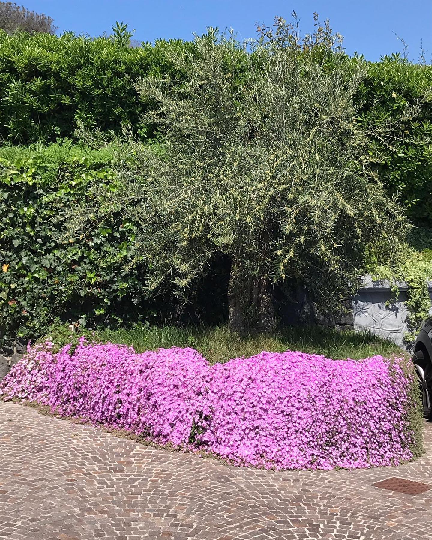 Potatura delle siepi