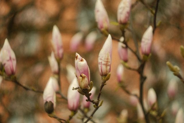 Pink magnolia buds blooming near cremation services in Bethlehem, PA.
