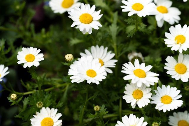 White daisies blooming near cremation services in Middletown, PA.