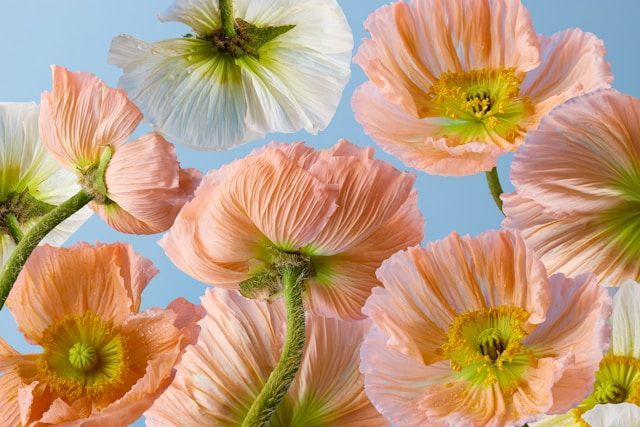 Soft pastel poppy flowers with delicate petals against a light blue sky, funeral homes Bethlehem, PA
