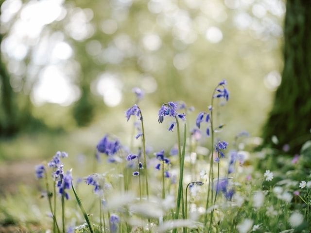 Purple bluebells blooming in a wooded meadow near funeral homes in Bethlehem, PA.